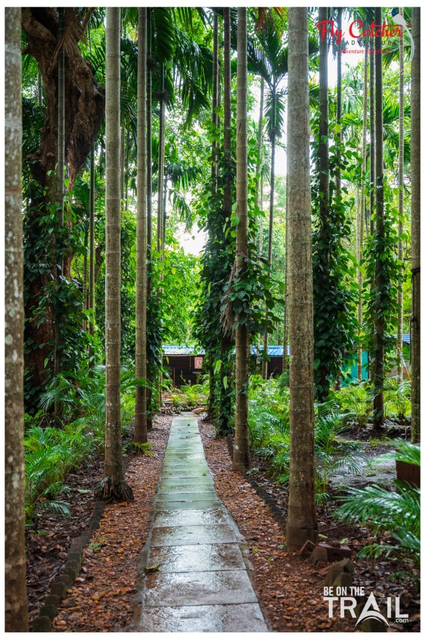 Jungle Homestay AC Room